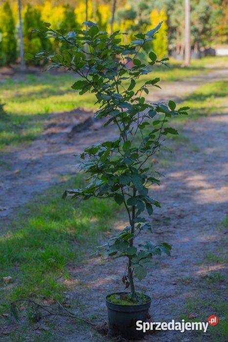Grab pospolity Carpinus betulus na żywopłot 5070