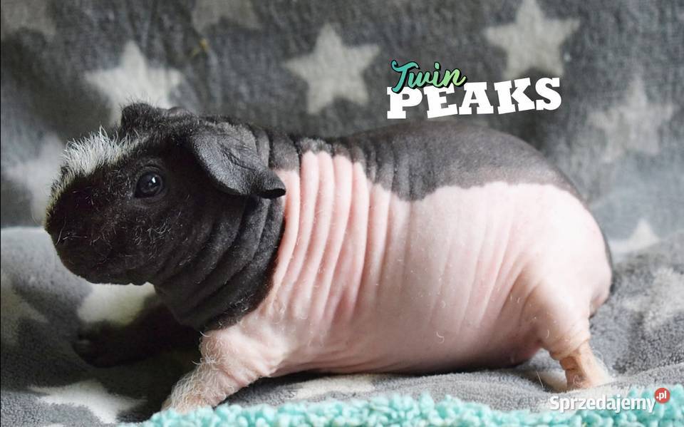 Świnka morska świnka skinny Rodowód Hodowla Wrocław