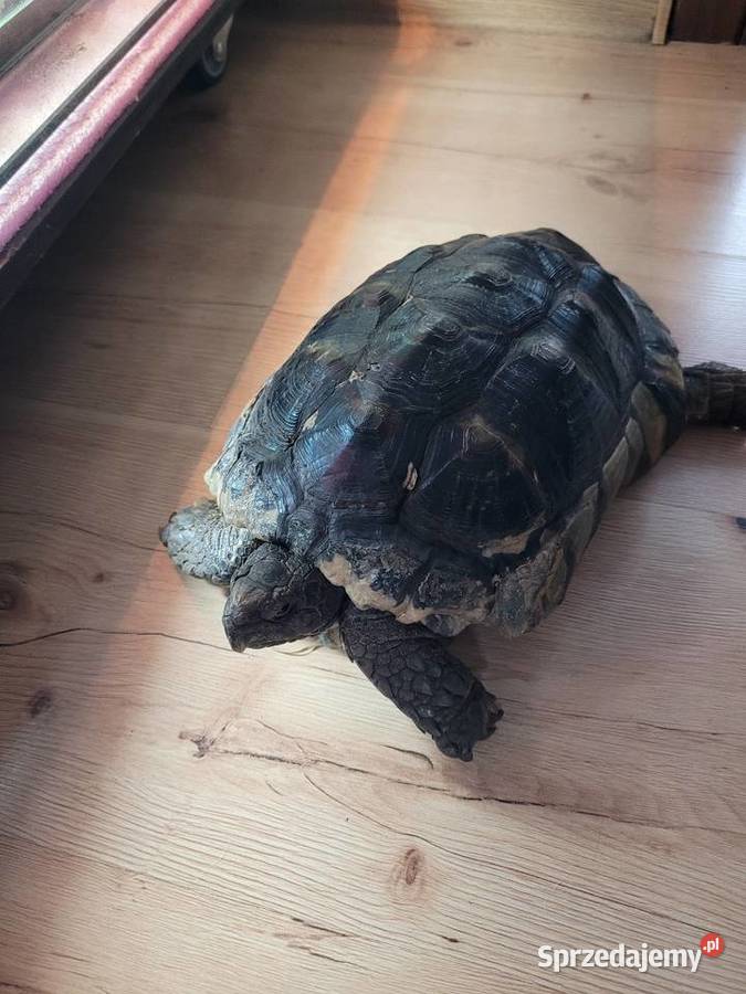 Żółw Obrzeżony Objezierze