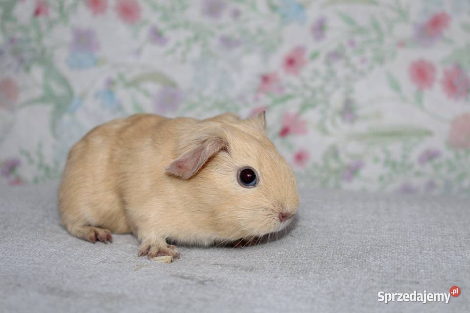 Świnka morskaświnki morskie cavia domowa Puszczykowo