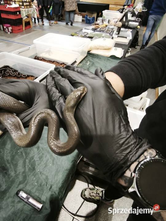 lamprophis fuliginosus czarna mahoniowka Wałbrzych sprzedam