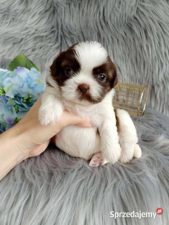 Biało czekoladowy piesek rasy ShihTzu Shih Tzu