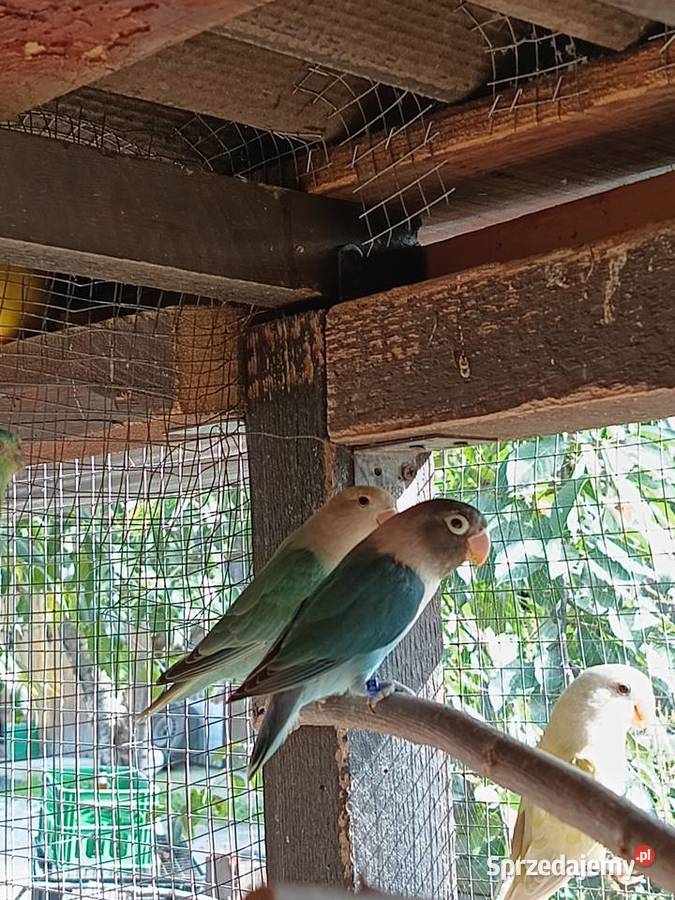 Papugi nierozłączki z woliery Julianpol