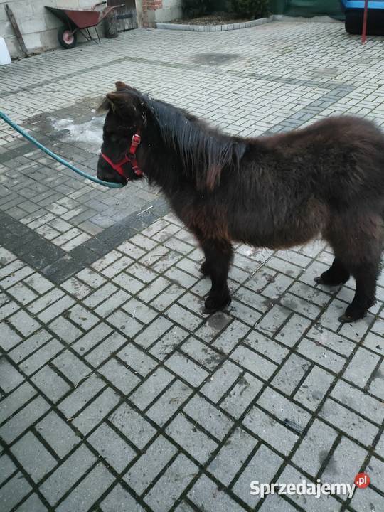 Mini ogierek kuc szetlandzki Brzeziny