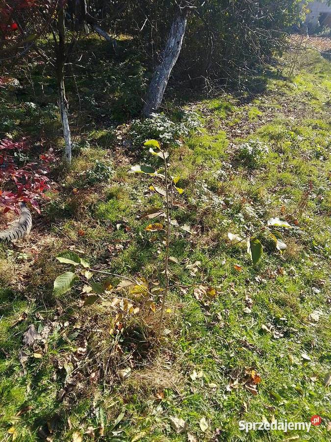 Sadzonki śliwy węgierki śliwy okrągłej czereśni Huta Podłysica