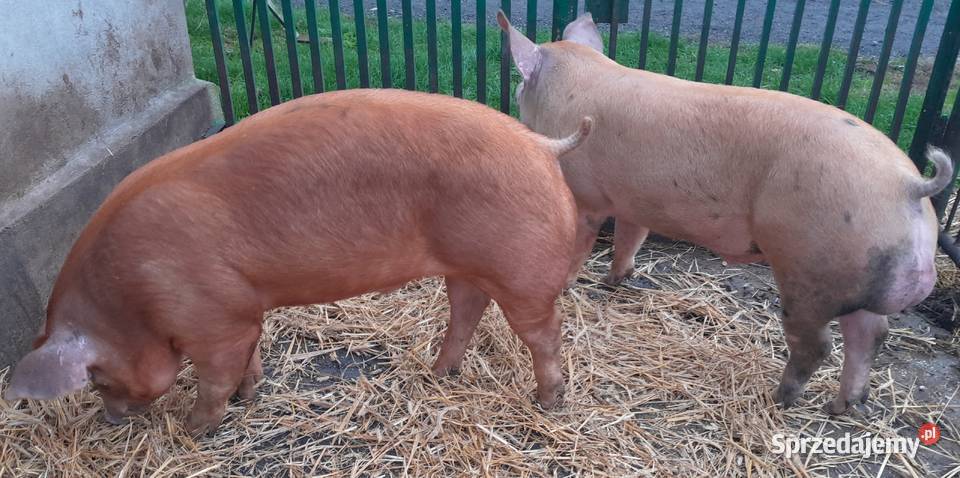 knurki Duroc x Pietrain Strzałkowo