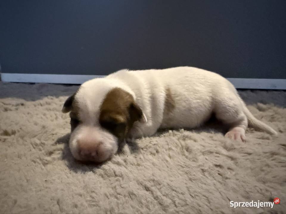 Jack Russell Terrier szczeniak suczka śląskie Dębie sprzedam