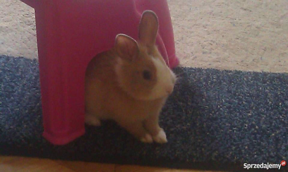 Królik miniaturka Białystok