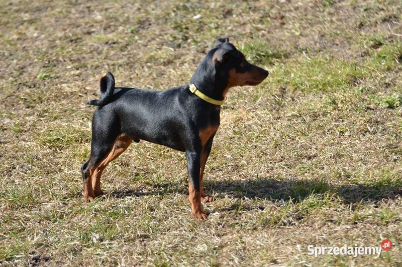 Pinczer miniaturowy piesek przebadany paszport Psy Chełm