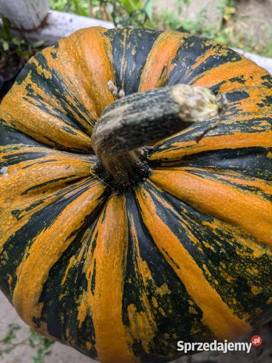 Dynia bezłupinowa nasiona kolekcjonerskie sprzedam