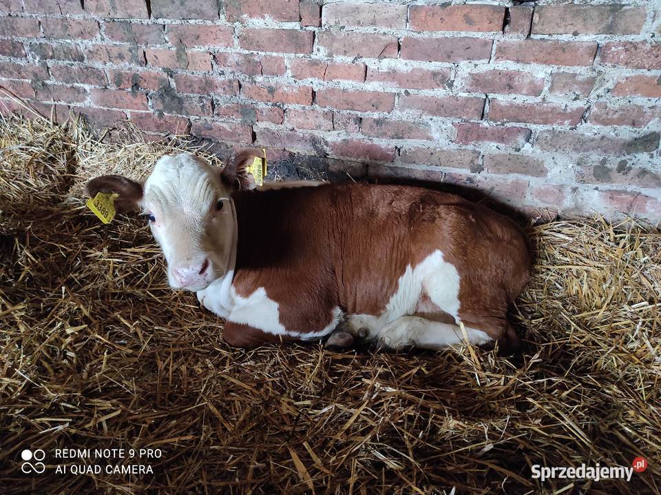 Sprzedam byczka hereford Bronisławka sprzedam