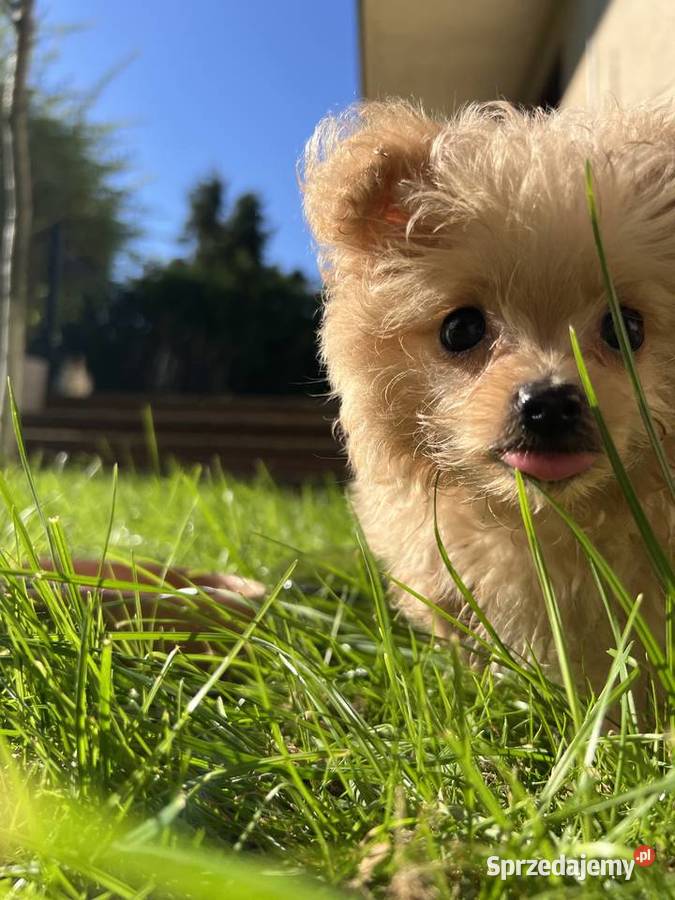 Piesek Pomapoo Miniaturka puchaty miś pies z Toruń