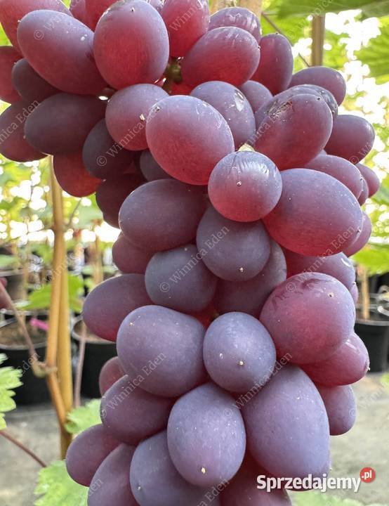 Winogrono bezpestkowe szczepione Kiszmisz Łazy Brzyńskie sprzedam