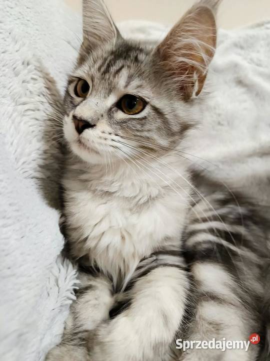 Kotka Maine Coon z rodowodem FPL Opal Wonder Czempiń