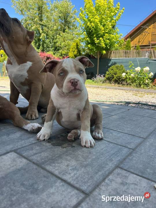 American Bully ABKC Pozostałe Kozienice sprzedam
