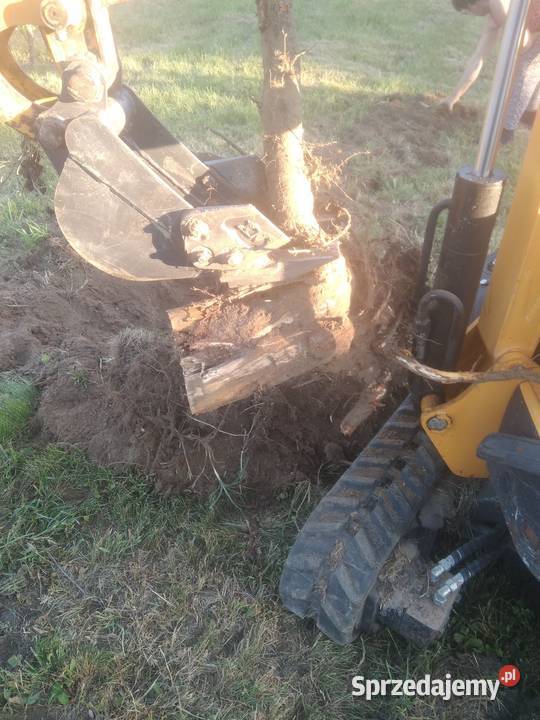 Opryski ogrodów przeciwko insektom Strzegowo