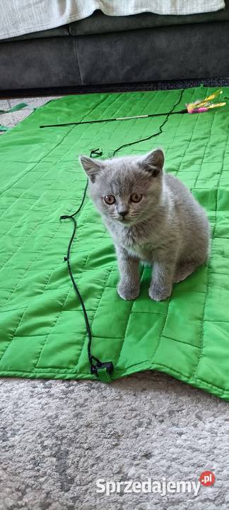 Kotek Brytyjski krótkowłosy niebieski Lalka Brwinów