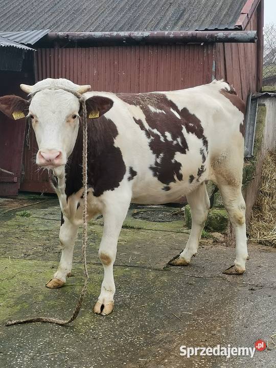 Sprzedam jałówkę simental Bydło Kurzelów