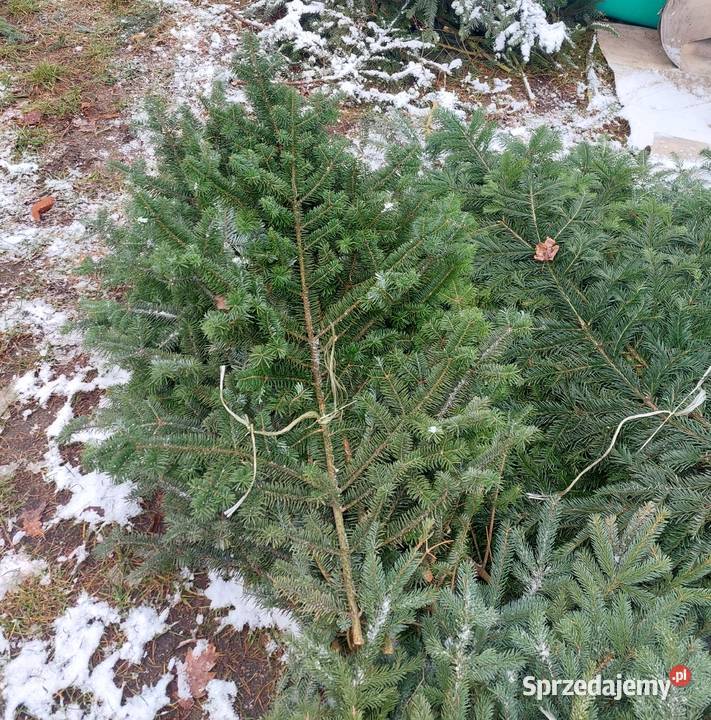 Stroisz jodłowy jodła pospolita gałęzie