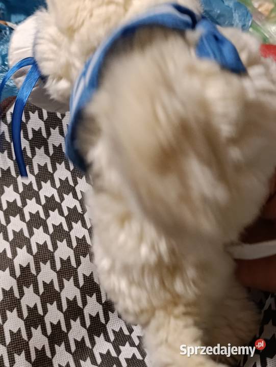 foka Dąbki zabawka pluszowa maskotka pluszak Poznań