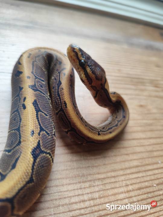 Wąż samiczka Pinstripe mloda Pruszków sprzedam