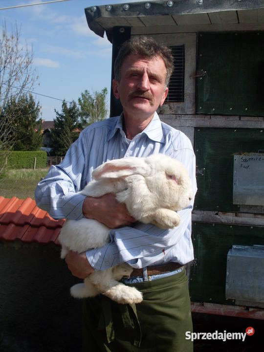 sprzedaz królików hodowlanych Stary Jaworów