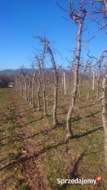 SPRZEDAJEMY CZAS DUŻE DRZEWA OWOCOWE małopolska Jodłownik