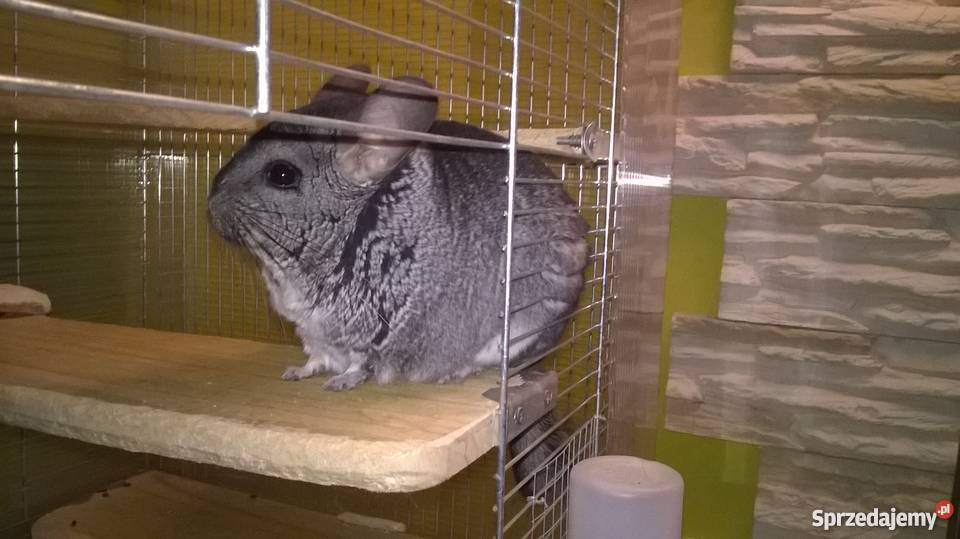 Szynszyl standard samiec Pozostałe Milanówek