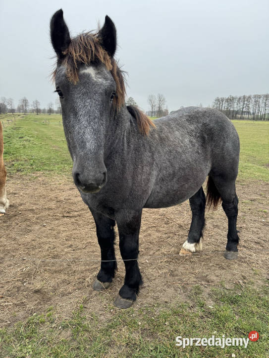 sprzedam ogiera 12miesiecy Nowe Rakowo