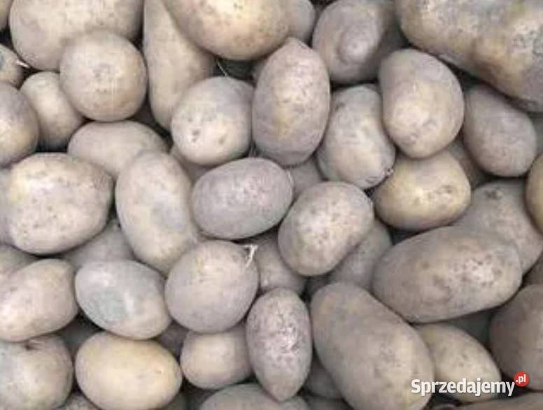 Ziemniaki 15 Irga białe duże ładne bez robaka i Warszawa