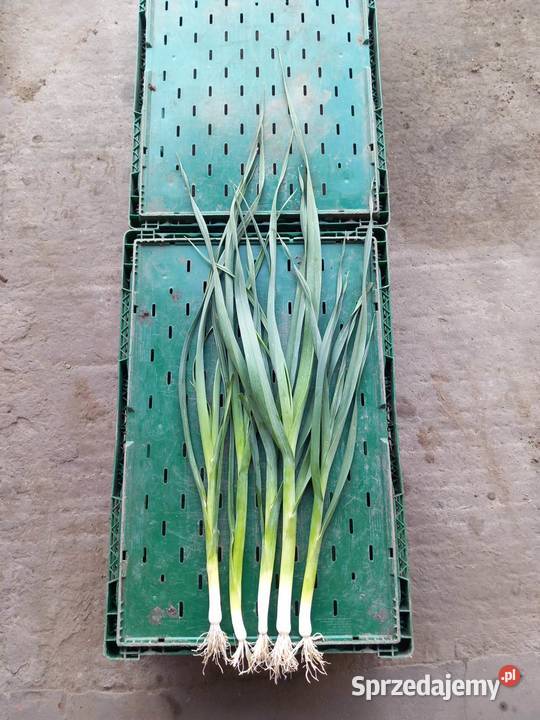 Sprzedam por Góra Świętej Małgorzaty