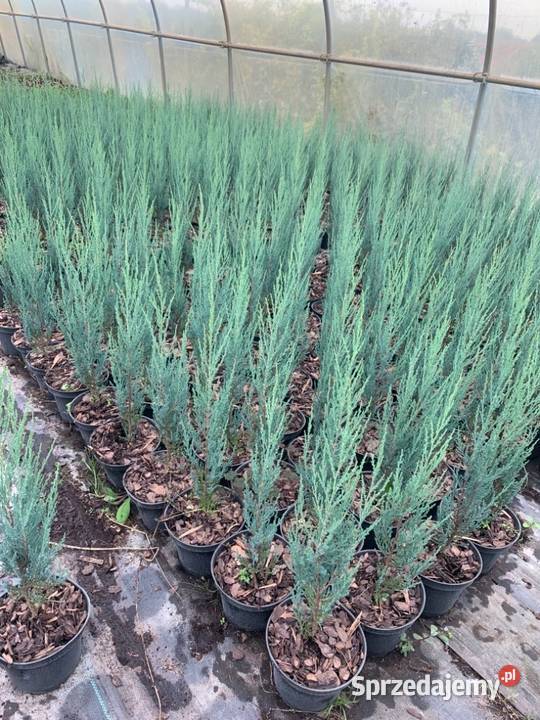 Jałowiec skalny BLUE ARROW sprzedam