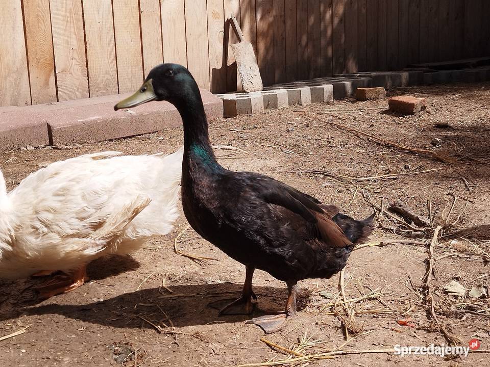 Sprzedam kaczkę kaczora Marysin