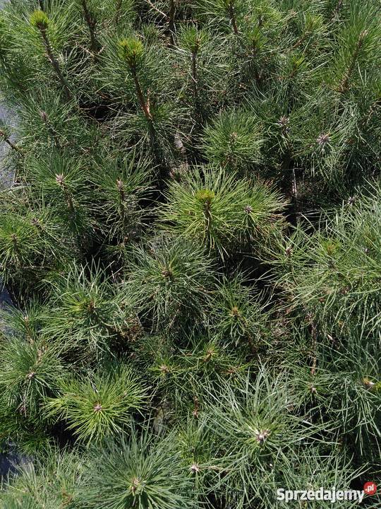 Piękna Sosna czarna Pinus nigra