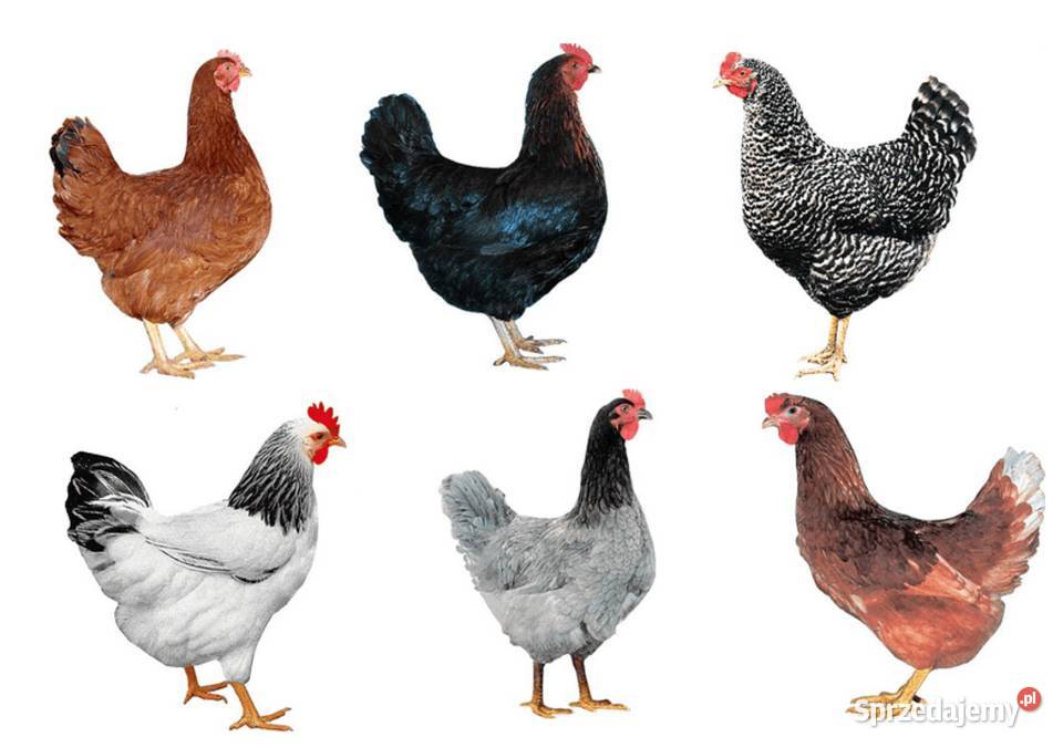 Kury nioski łódzkie sprzedam