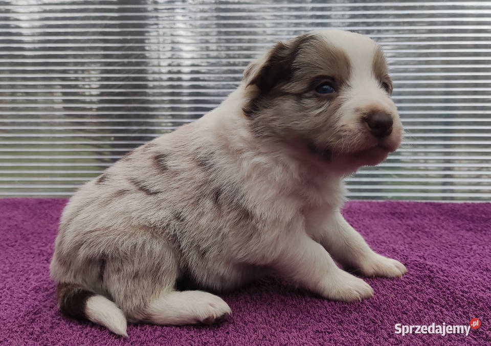 Piękna rasowa suczka Border Collie z pełną dok podkarpackie Iwonicz