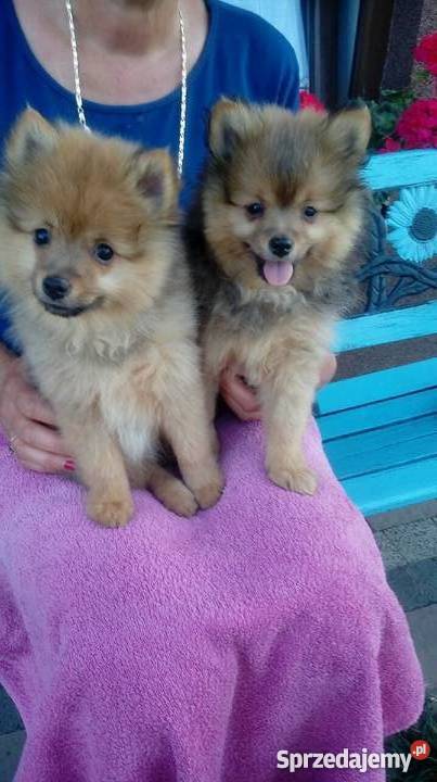 Szpic mały i miniaturowy Małogoszcz