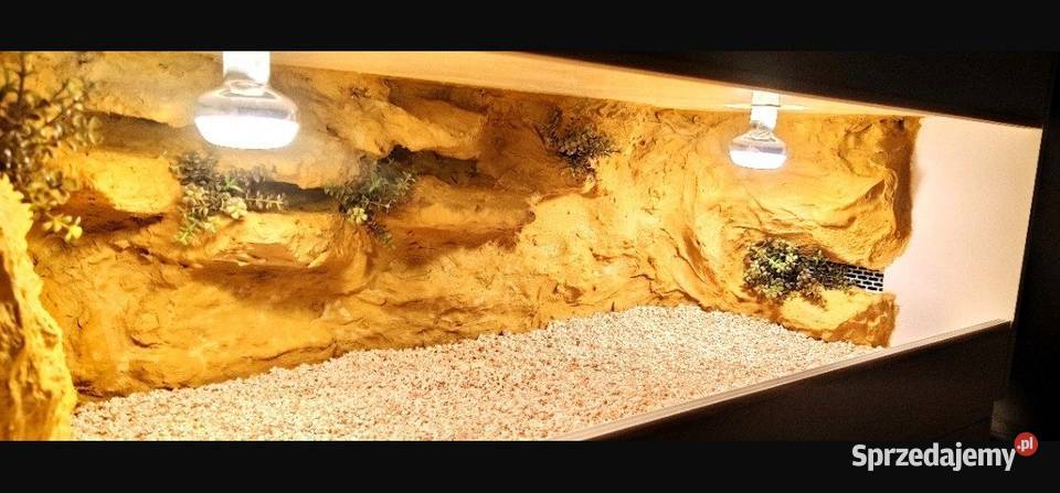 Okazja terrarium agamy brodatej gekona Chełmno