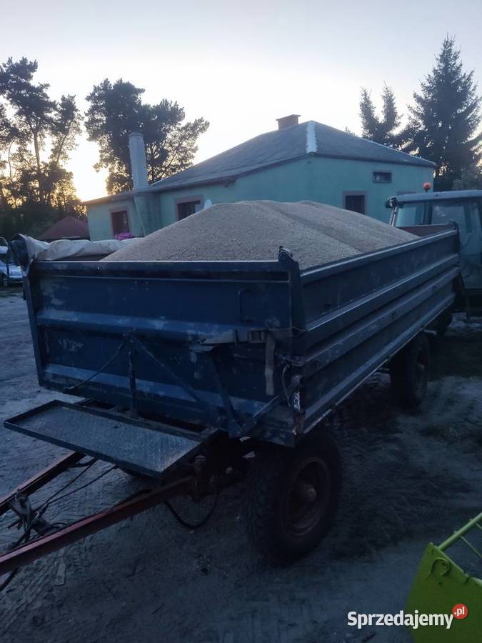 pszenica jakościowa Chełm