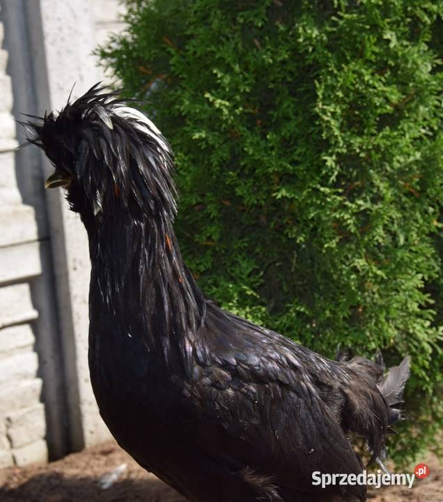 Koguty czubatki Łochów