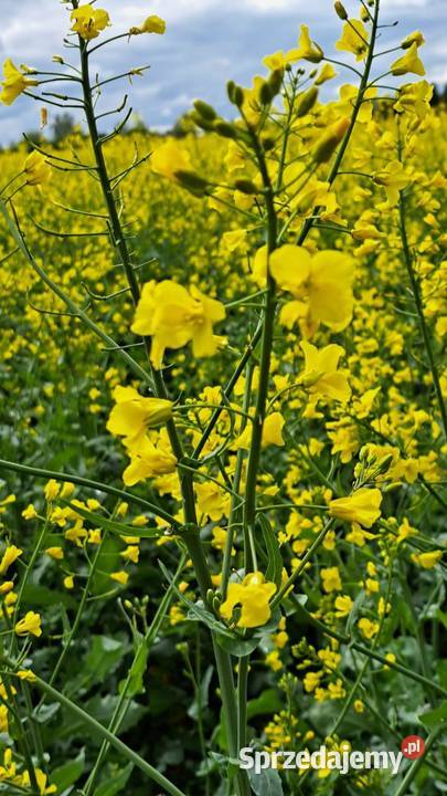 Nasiona rzepaku Kombia Choszczno