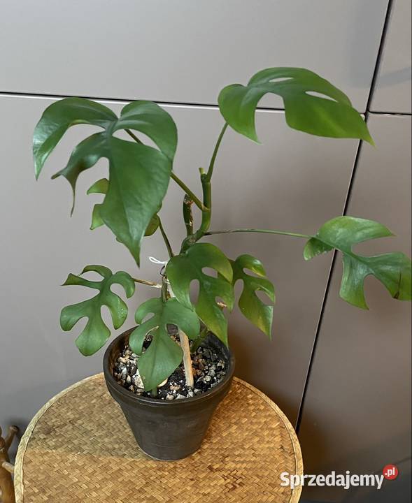 Rhaphidophora tetrasperma monstera Minima Gdańsk