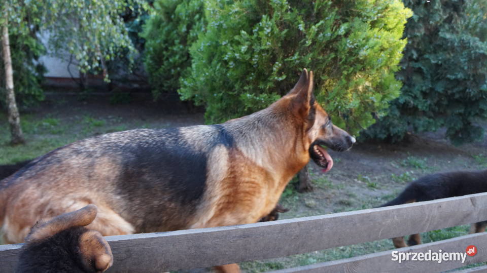 OWCZAREK NIEMIECKI SZCZENIĘTA Bydgoszcz