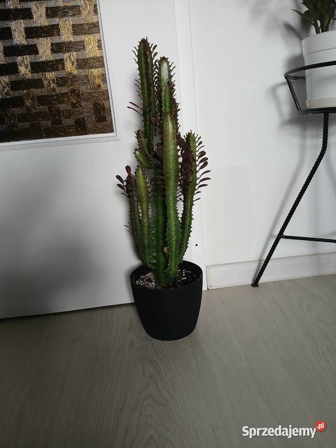 Euphorbia Trigona Rubra 60 wilczomlecz bordowy Częstochowa
