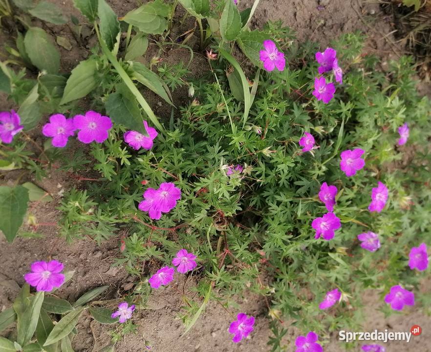 Bodziszek czerwony wieloletnia roślina Łódź