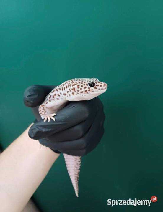 Gekon lamparki super mack snow dolnośląskie
