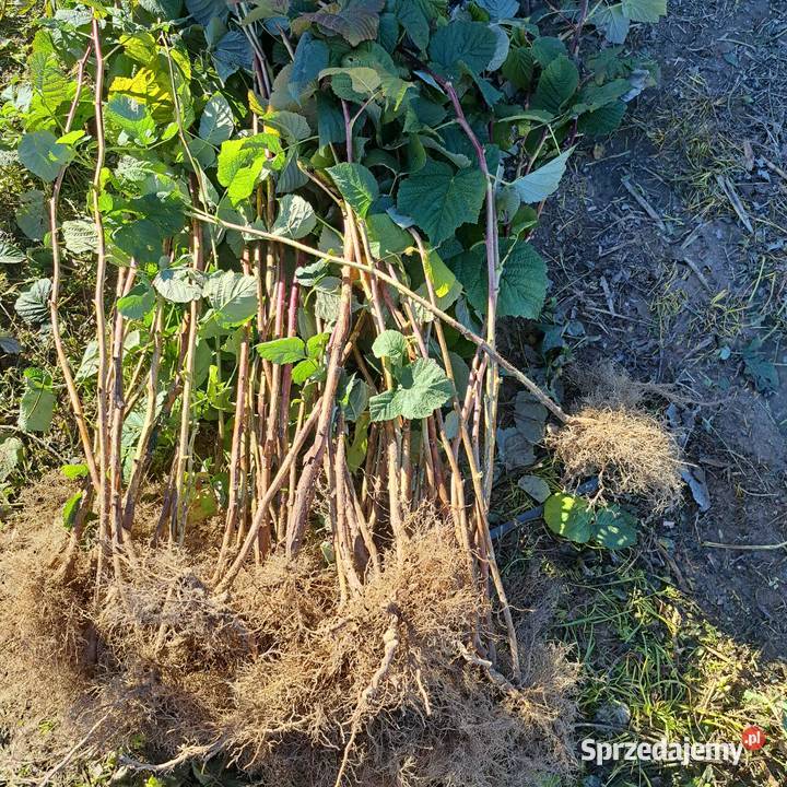 Sadzonki przechyba lubelskie