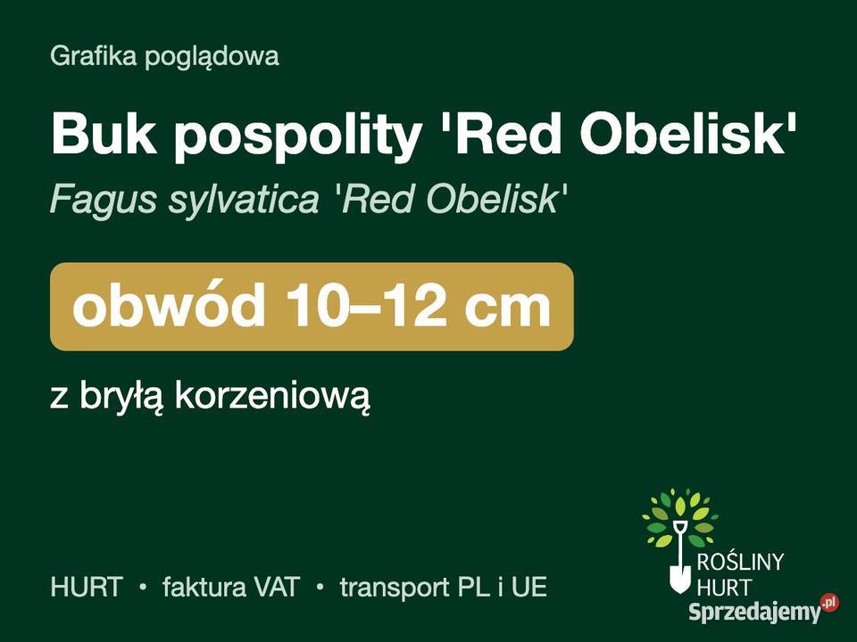 Buk pospolity Red Obelisk obwód 1012 z bryłą