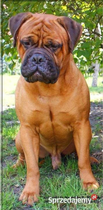 Bullmastiff zapowiedź miotu lubelskie Lublin