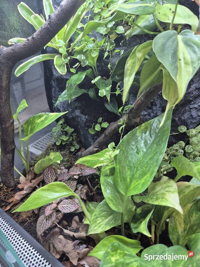 Terrarium Tropikalne 40x40x60 Oświęcim sprzedam